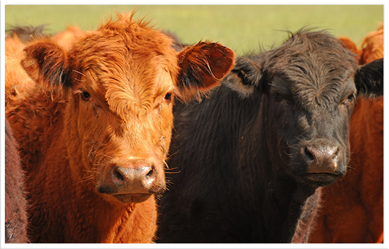 Mattfeld Grosshandel und Fleischimport in Hamburg
